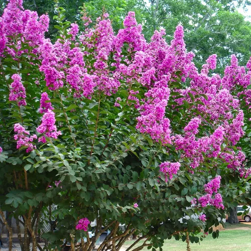 Enduring Fuchsia™ Crape Myrtle