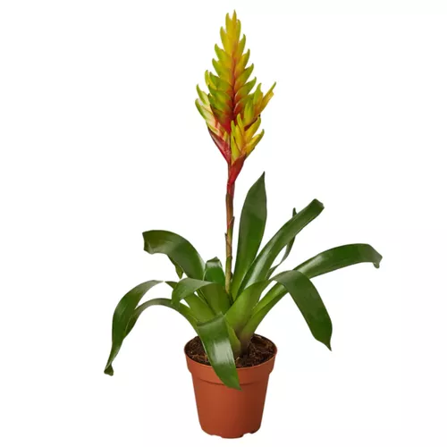 Energy Bromeliad
