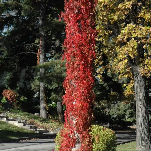 Engelman's Virginia Creeper# 1 Container