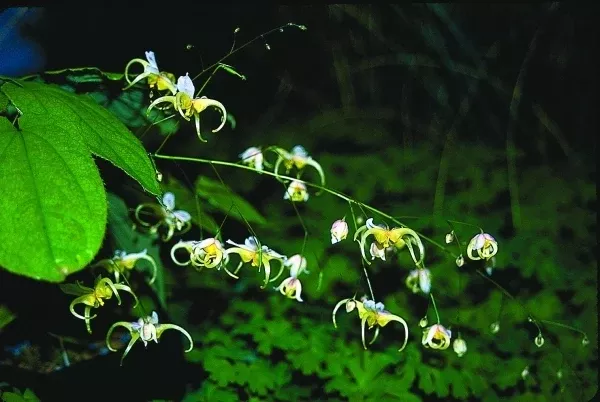 Epimedium acuminatum White Flower Form