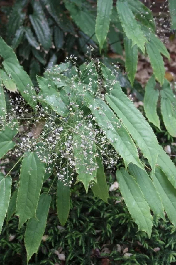 Epimedium baieali-guizhouense