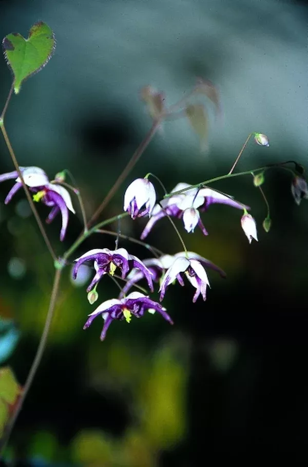 Epimedium 'Eco Select'