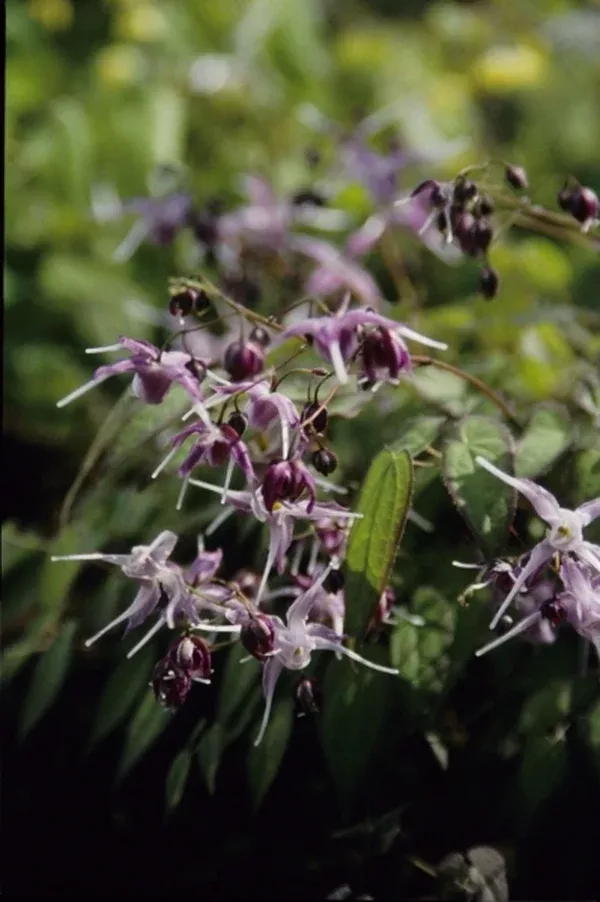 Epimedium grandiflorum 'Lavender Lady'
