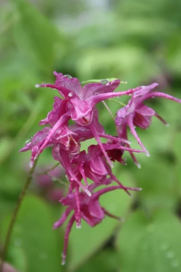 Epimedium grandiflorum 'Red Queen'