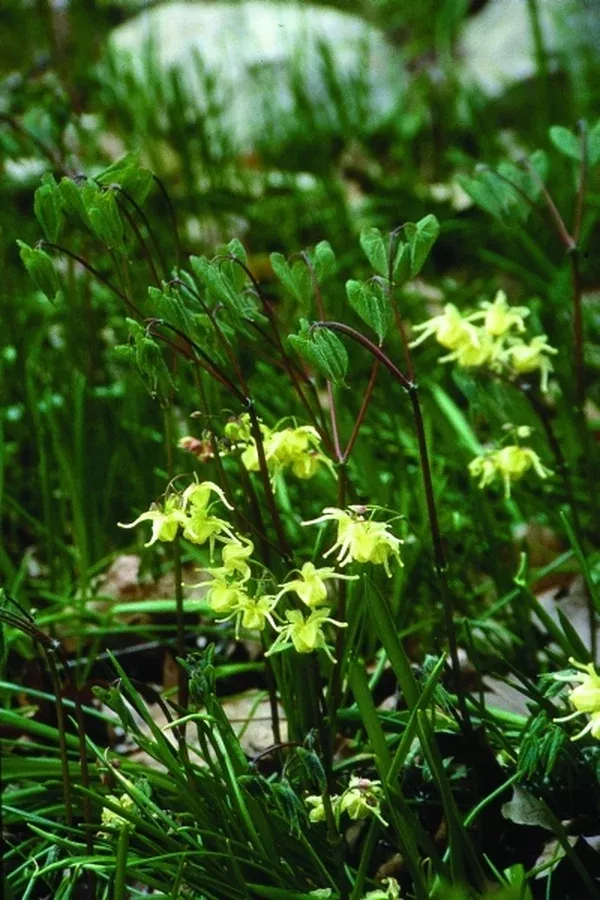 Epimedium koreanum 'Harold Epstein'