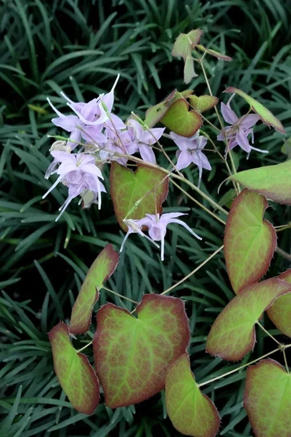 Epimedium 'Lilac Cascade'