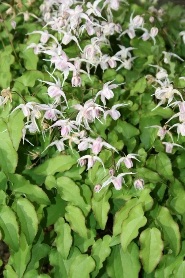 Epimedium 'Making Waves'
