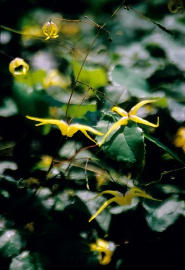 Epimedium membranaceum
