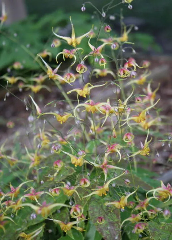 Epimedium 'Spritzer'