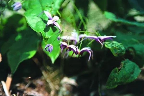 Epimedium x omeiense 'Myriad Years'