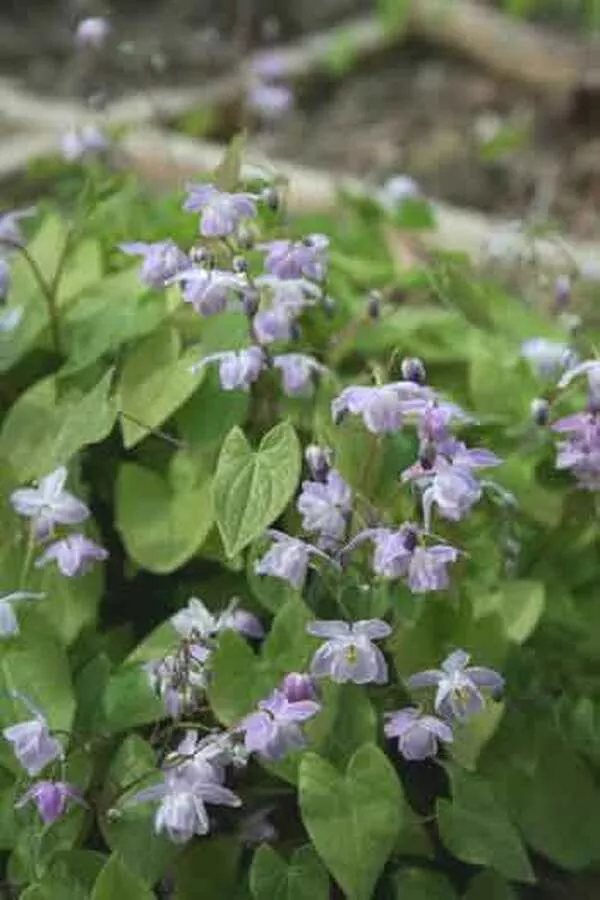 Epimedium x youngianum 'Grape Fizz'