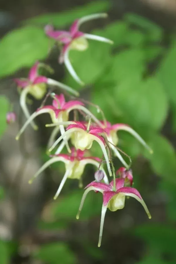 Epimedium 'Yokihi'