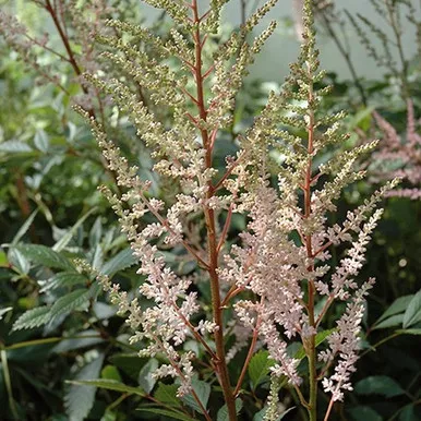 Erica Astilbe