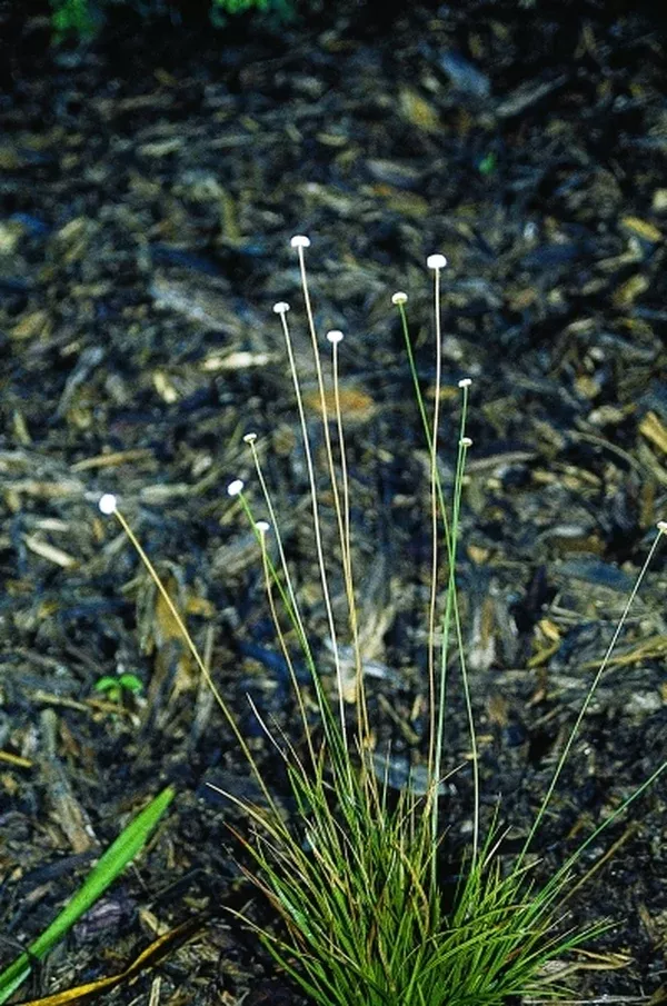 Eriocaulon decangulare Brunswick County