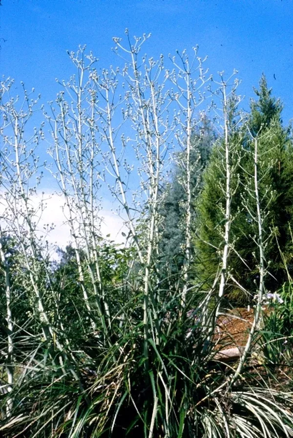 Eryngium horridum