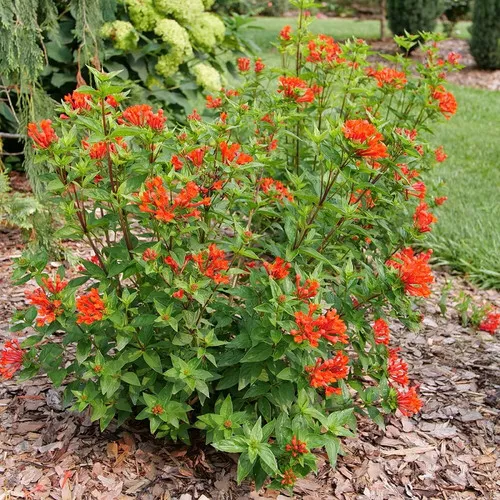 Estrellita™ Scarlet Firecracker Bush