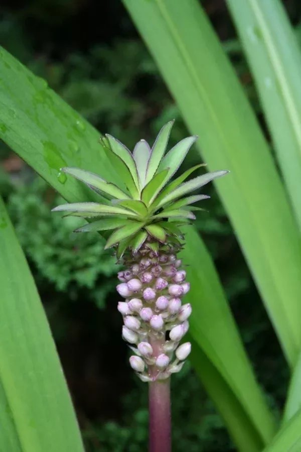 Eucomis 'Can Can'