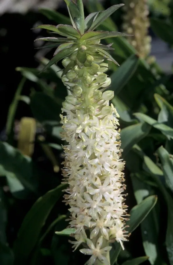 Eucomis comosa 'Innocence'