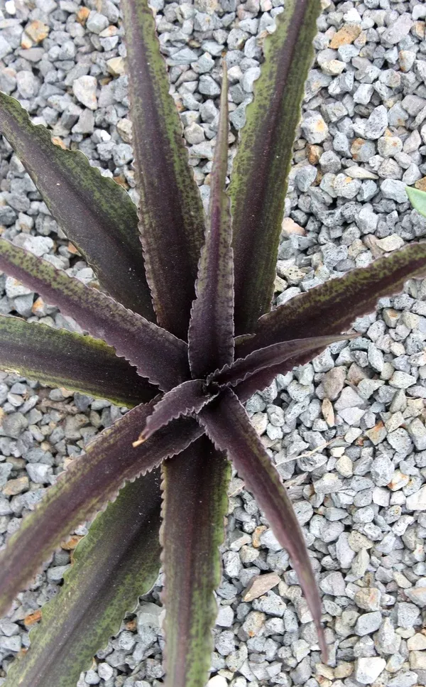 Eucomis 'Dark Star'