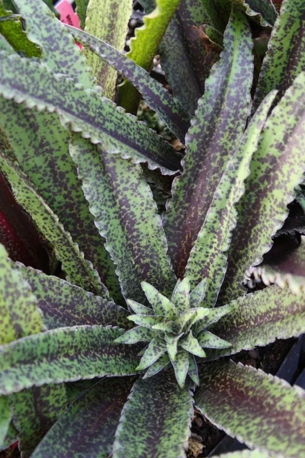 Eucomis 'Freckles' PP 22,769