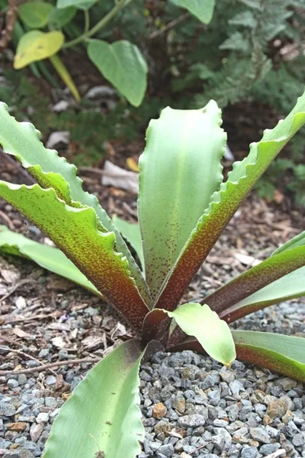 Eucomis humilis