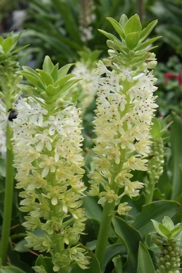 Eucomis 'Kilimanjaro'