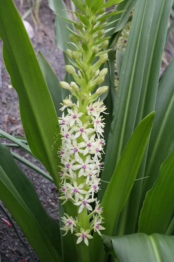 Eucomis 'Meguru'