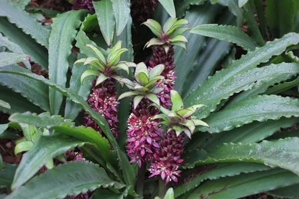 Eucomis 'Mini Tuft Red'