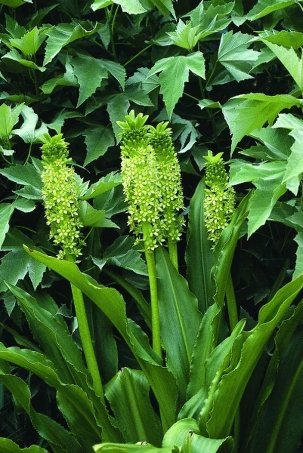 Eucomis pallidiflora ssp. pole-evansii