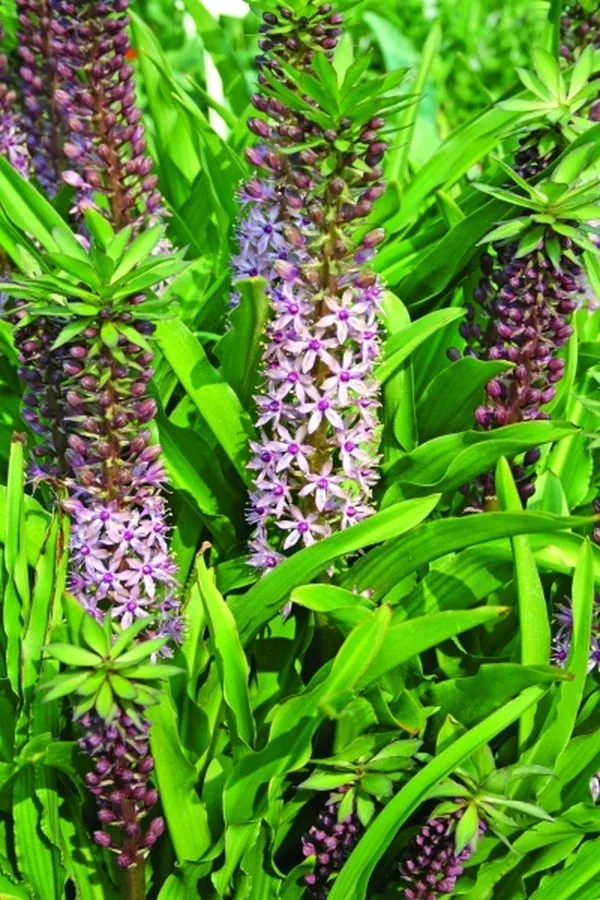 Eucomis 'Reuben'