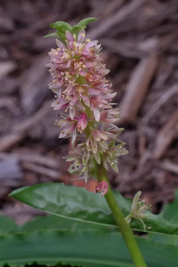 Eucomis 'Tiny Piny Coral'