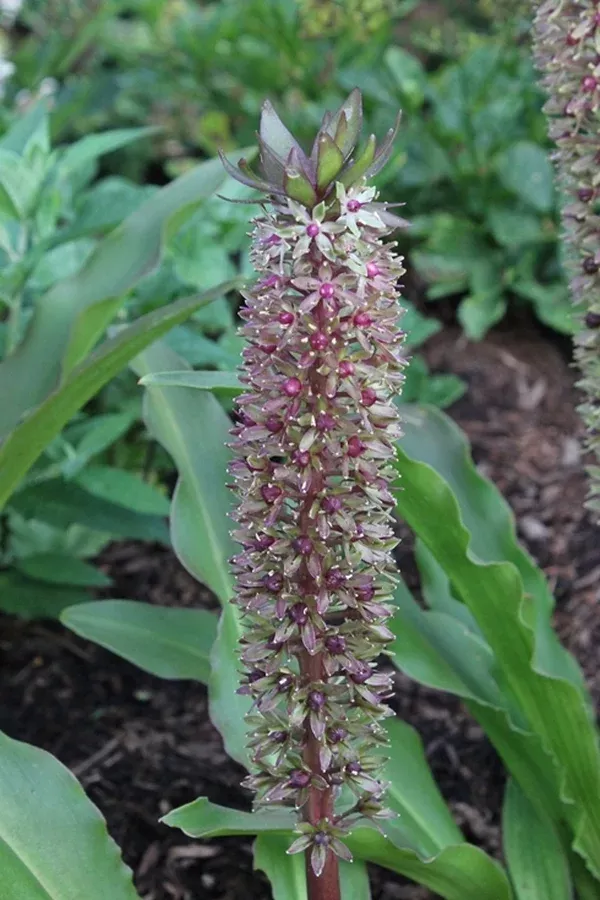 Eucomis 'Tugela Jewel' PP 23,699