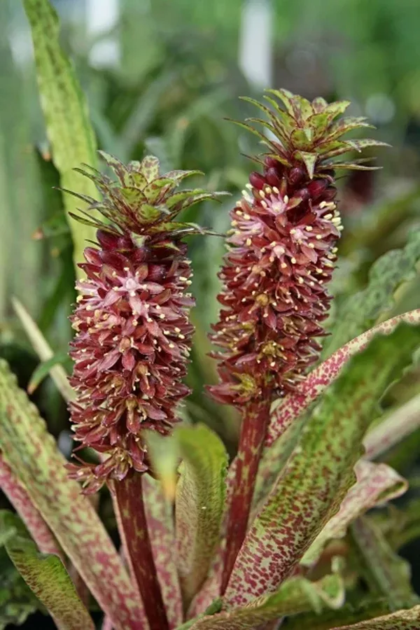 Eucomis vandermerwei