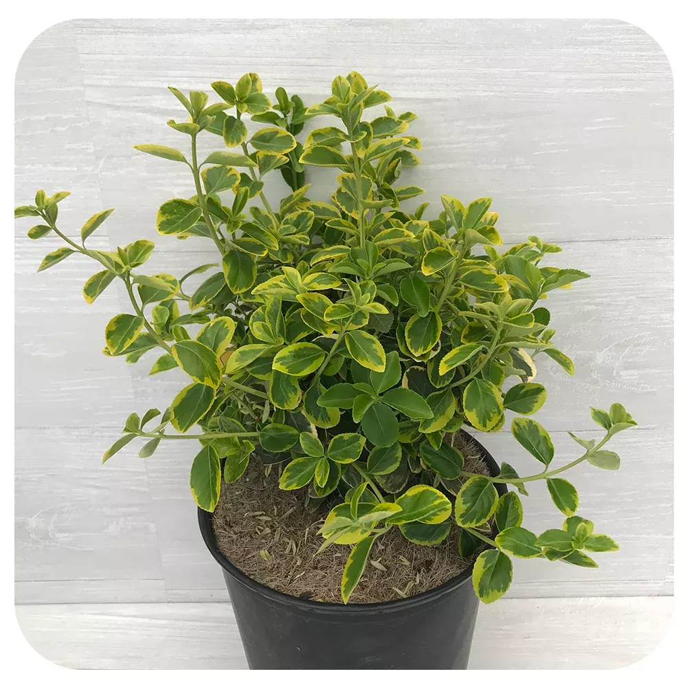 Euonymus ‘Canadale Gold’