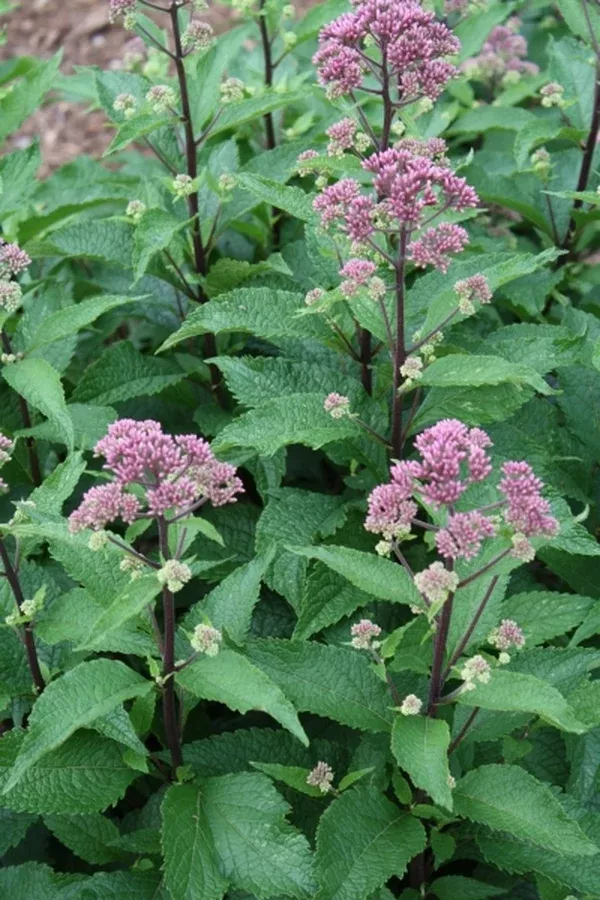 Eupatorium maculatum 'Red Dwarf'