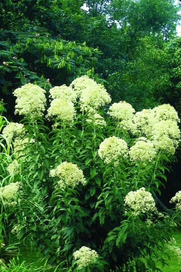 Eupatorium purpureum 'Joe White'