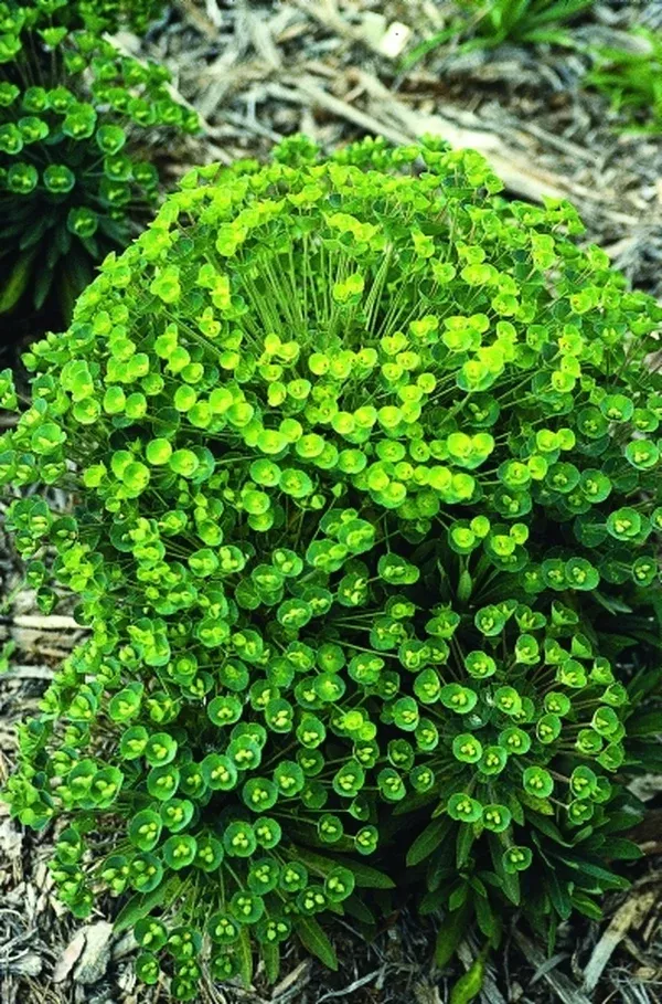 Euphorbia 'Charam'