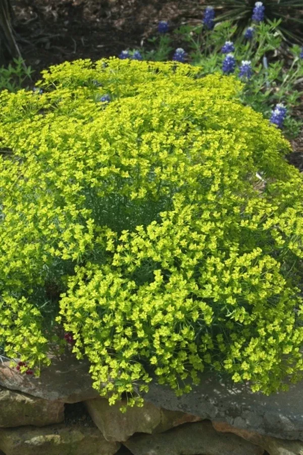 Euphorbia 'Dean'