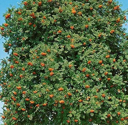 European Mountain Ash