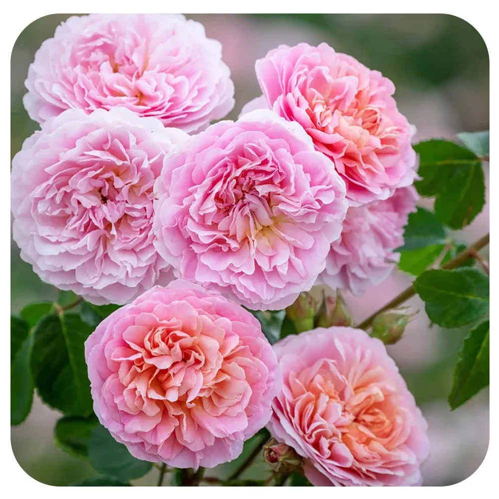 Eustacia Vye by David Austin