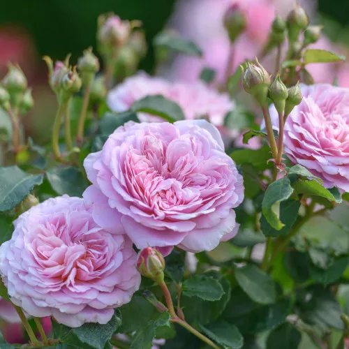Eustacia Vye Rose