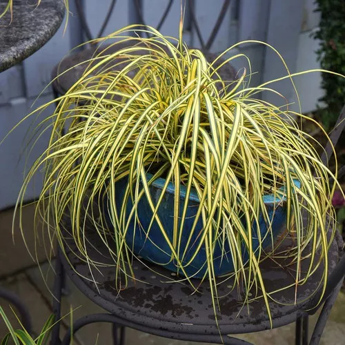 Evercolor Everoro Carex