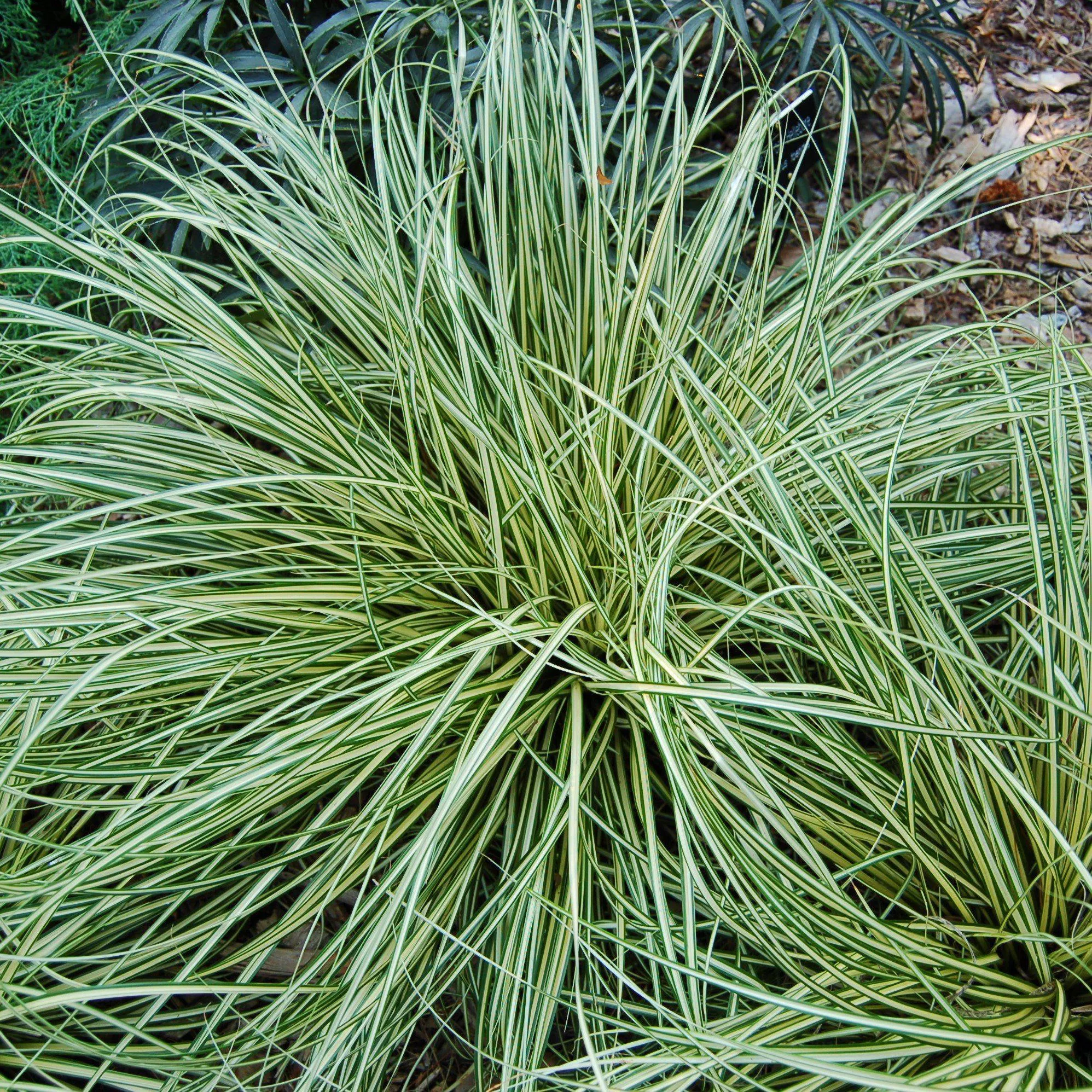 Evergold Variegated Sedge