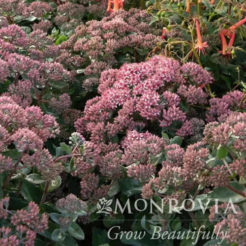 Evolution Emerald Ice Sedum