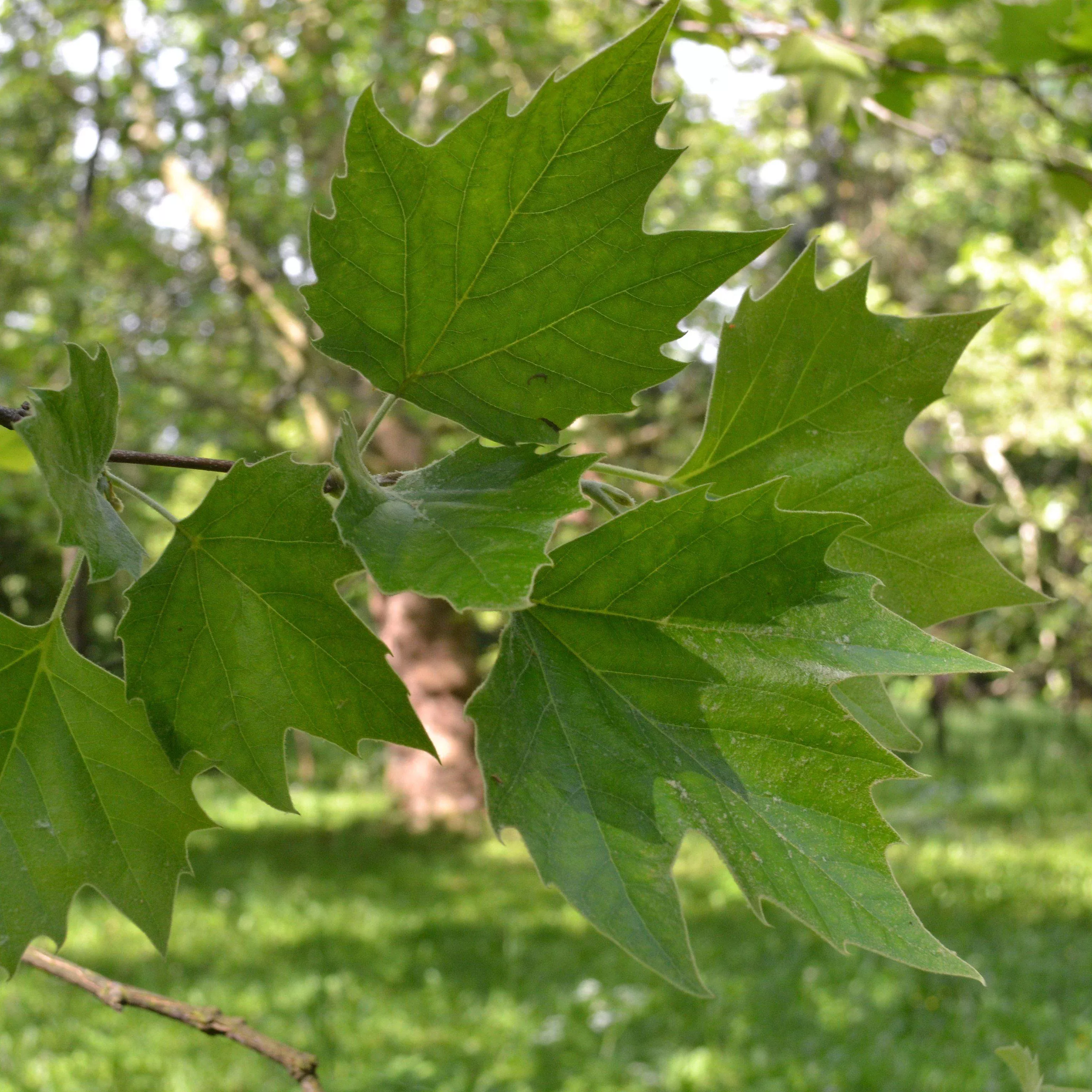 EXCLAMATION!™ London Planetree