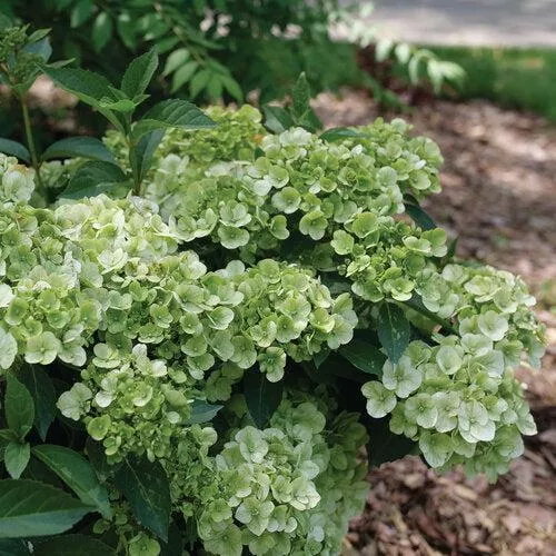 Fairytrail Green Hydrangea