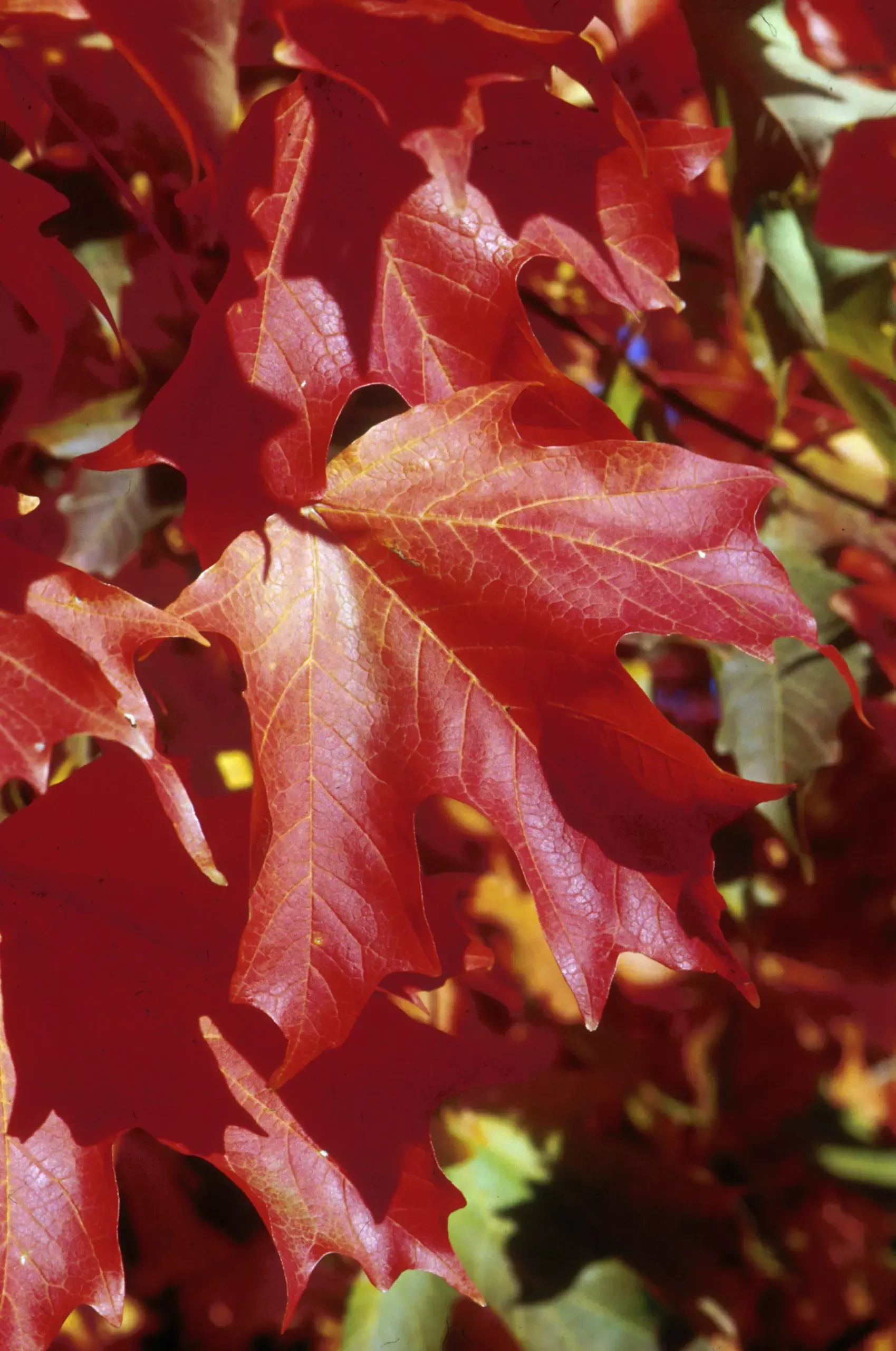 Fall Fiesta Sugar Maple
