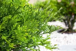 False Hiba Cedar