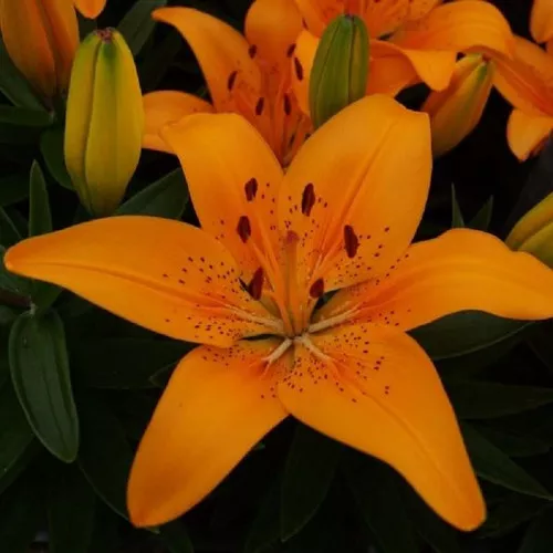 Fantasiatic Peach Lily