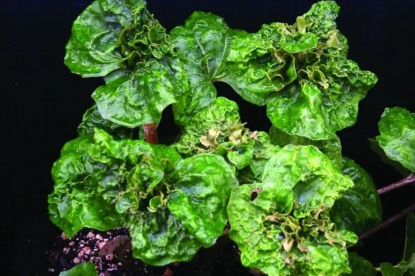 Farfugium japonicum 'Lunar Landing'